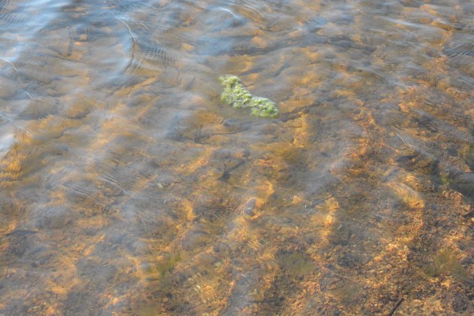 Det var inte mycket till algblomning i Björkviken på onsdagskvällen. Men en del rester syntes fortfarande. Foto: Berit Önell
