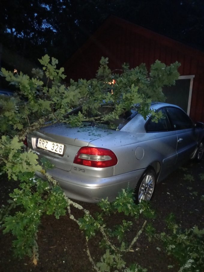 Bilden visar trädet som fallit på bilen.