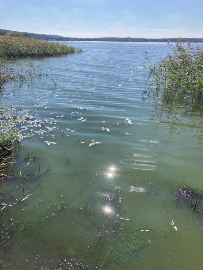 Bilden visar algblomning i Finjasjön.