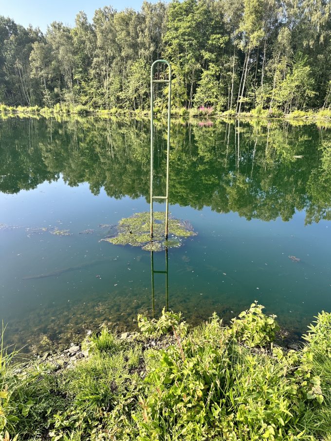 Bilden visar grönt vatten i Magle våtmark.