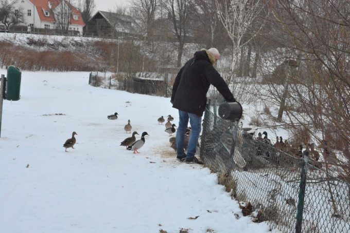 Bilden visar när Stefan Arnstad häller upp mat till fåglarna.