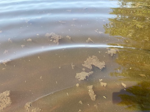 Bilden visar bruna klumpar i vattnet.
