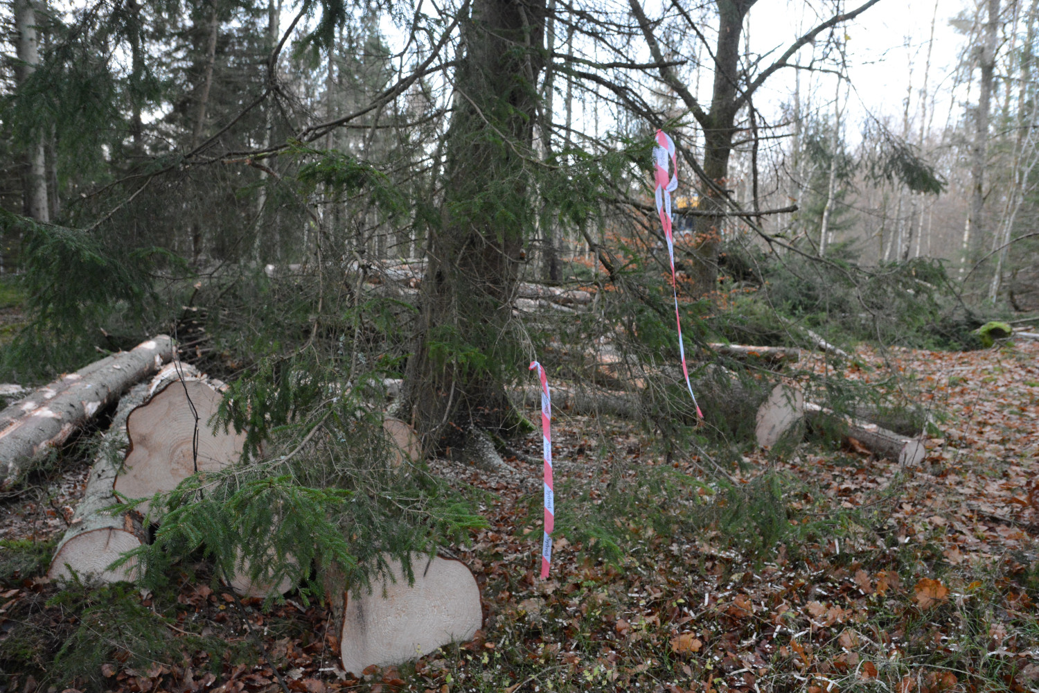 Bilden visar Sydveds markeringar på avverkningsplatsen.