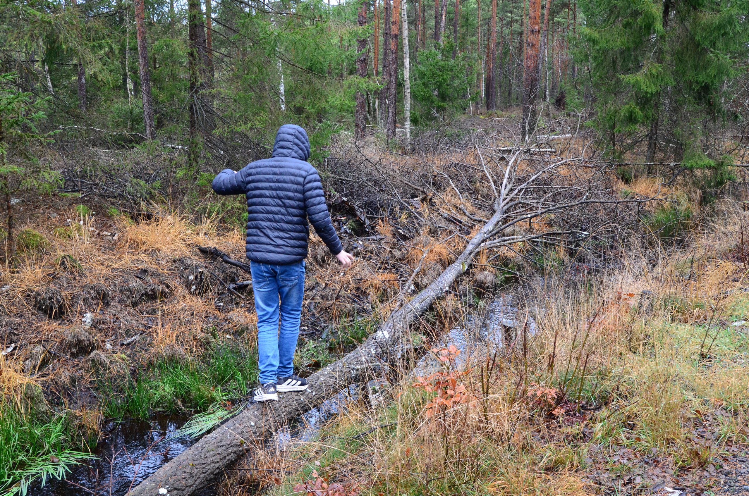 Bilden visar Alfred när han balanserar på ett träd.